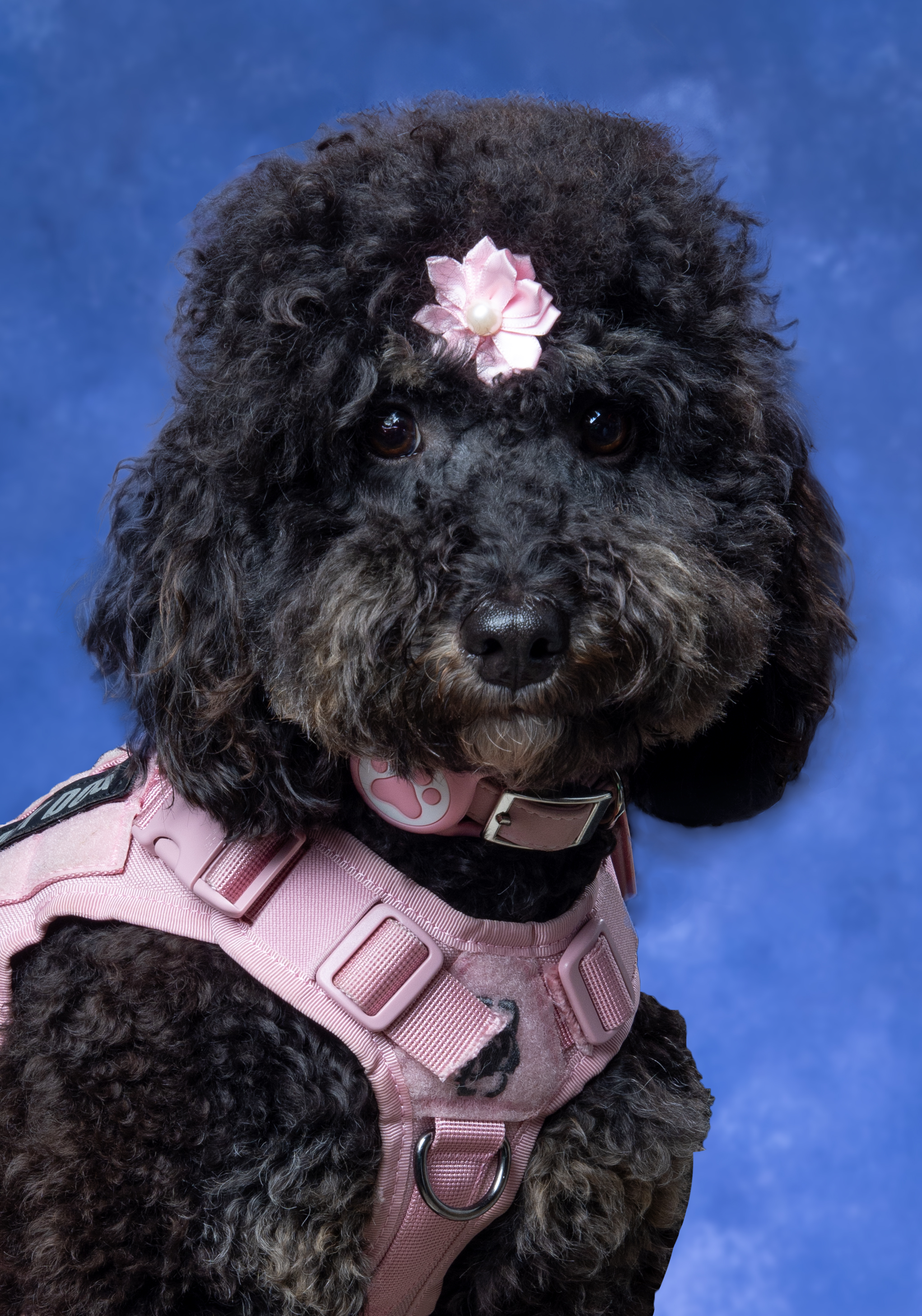 Deaconess Therapy Dog Jade Deaconess Therapy Dog Jade