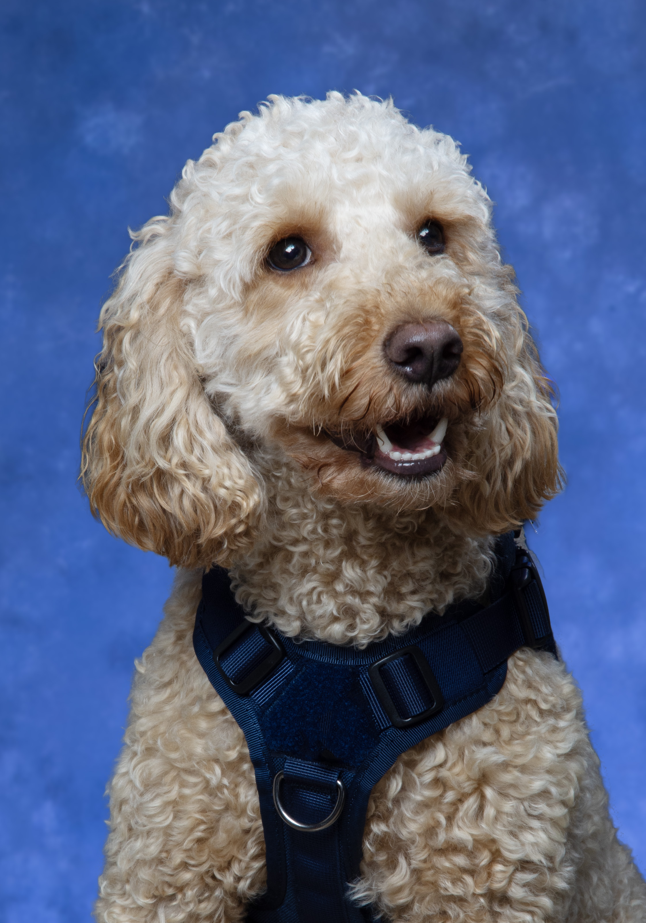 Chance (Service Dog) Headshot 05 Chance (Service Dog) Headshot 05