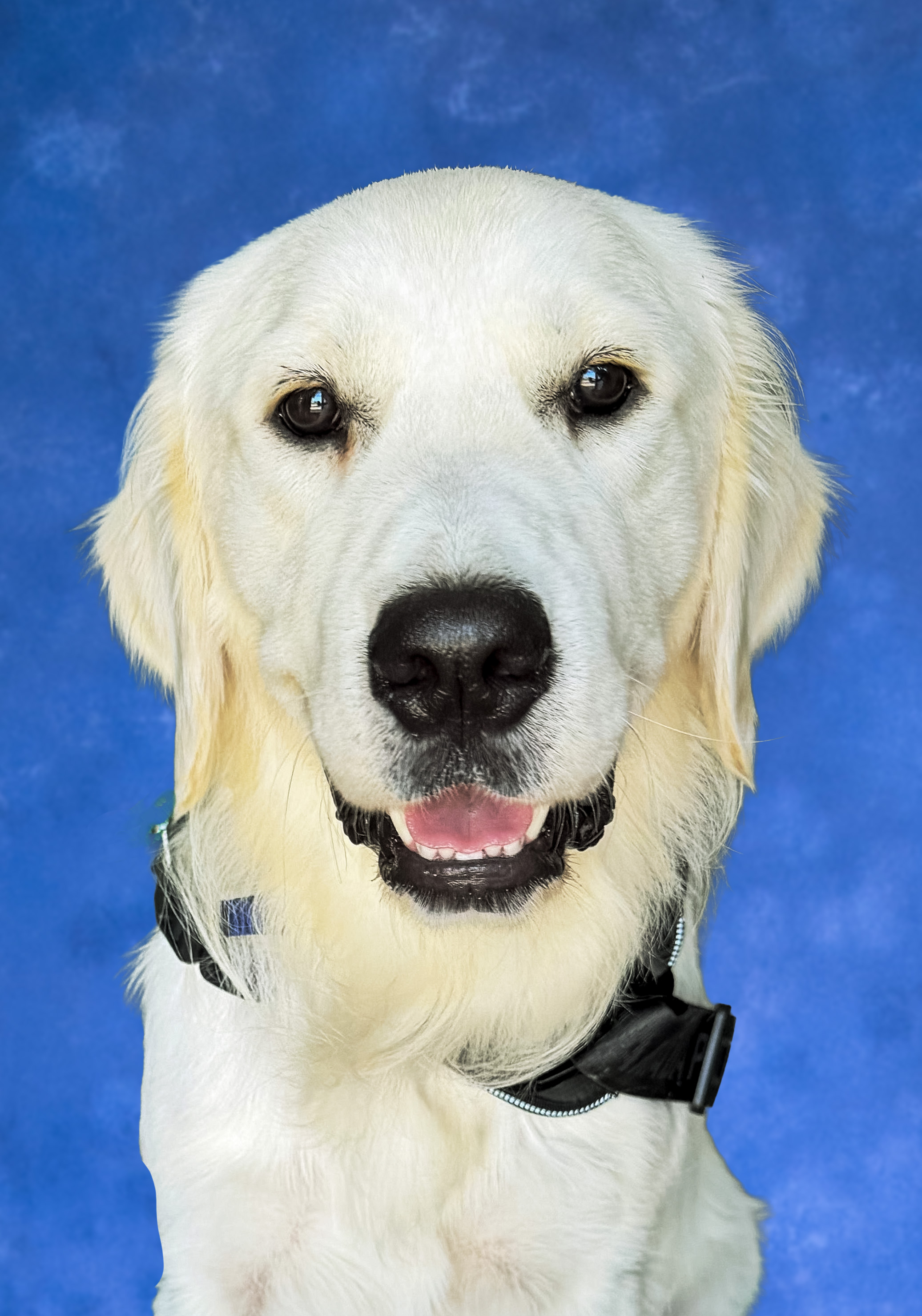 Bentley (Service Dog) Headshot 05 Bentley (Service Dog) Headshot 05